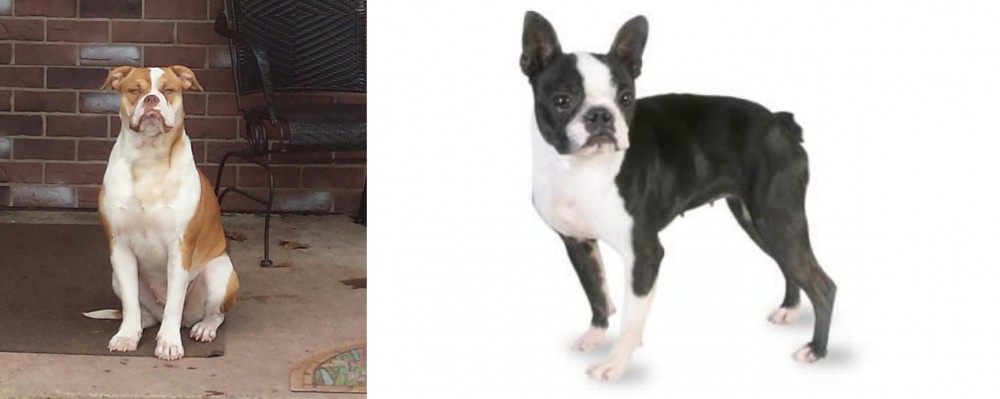 Boston Terrier vs Alapaha Blue Blood Bulldog - Breed Comparison