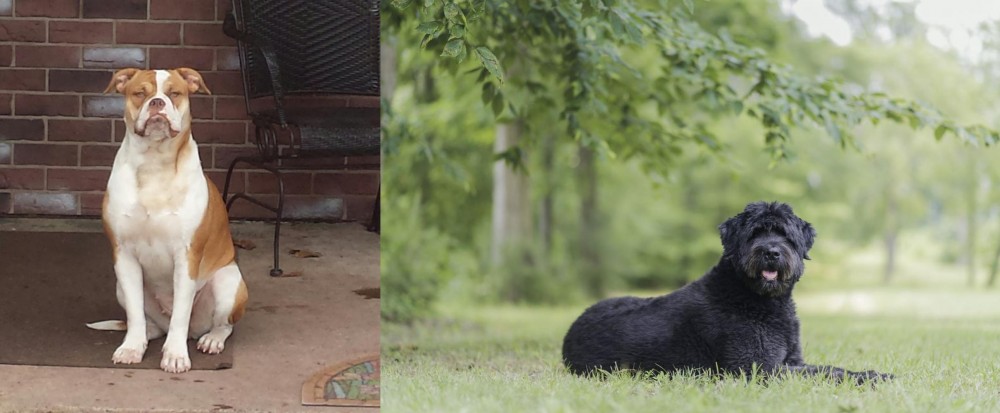 Bouvier des Flandres vs Alapaha Blue Blood Bulldog - Breed Comparison