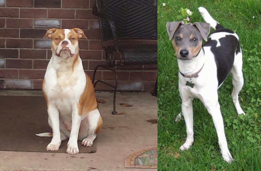 Brazilian Terrier vs Alapaha Blue Blood Bulldog - Breed Comparison