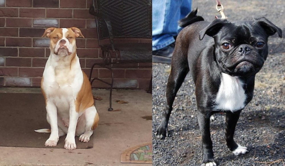 Bugg vs Alapaha Blue Blood Bulldog - Breed Comparison