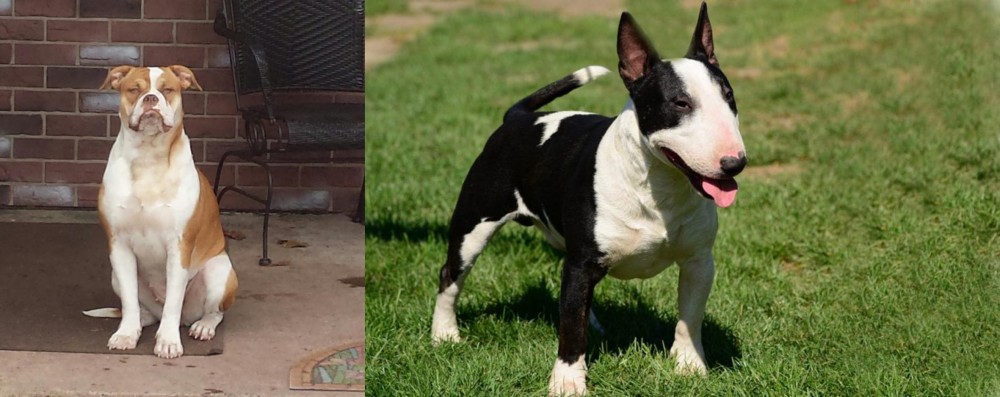 Bull Terrier Miniature vs Alapaha Blue Blood Bulldog - Breed Comparison