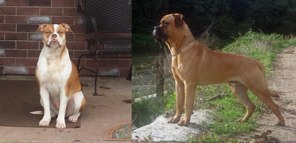 Bullmastiff vs Alapaha Blue Blood Bulldog - Breed Comparison
