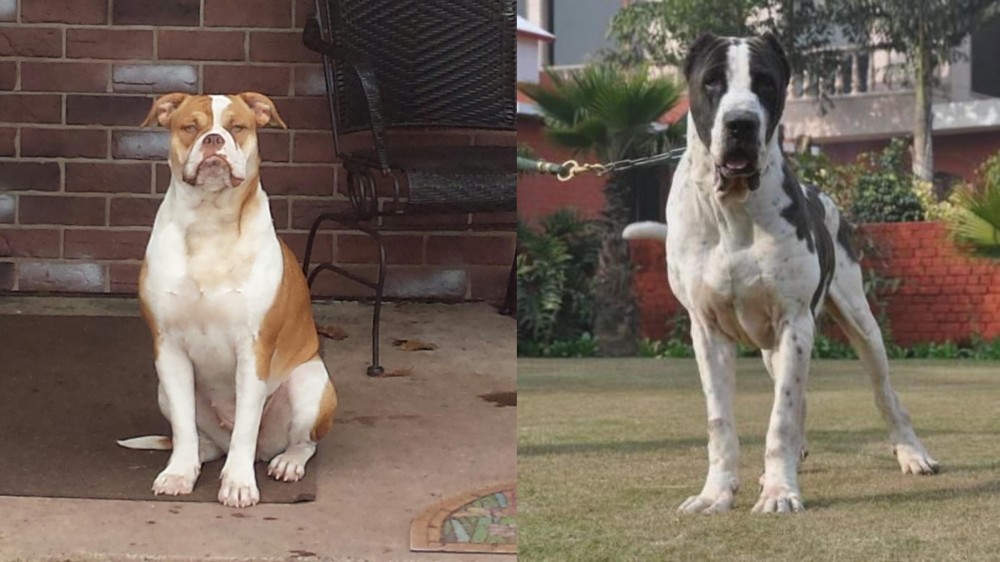 Bully Kutta vs Alapaha Blue Blood Bulldog - Breed Comparison