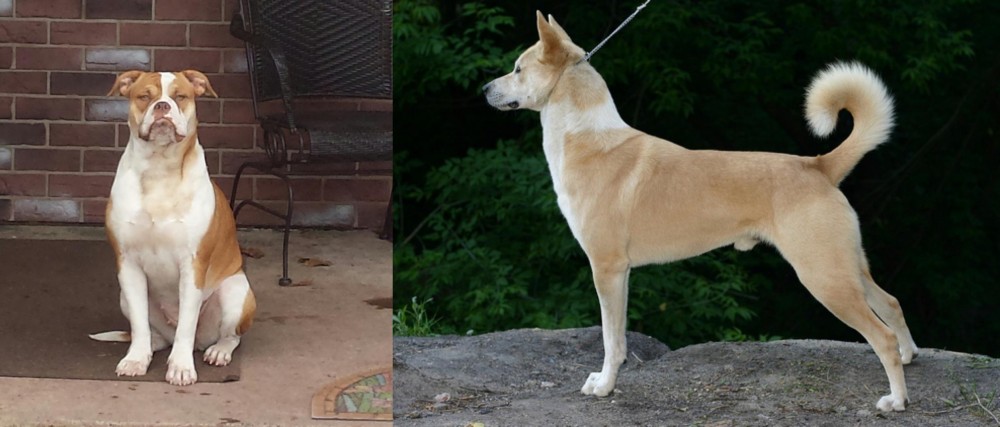 Canaan Dog vs Alapaha Blue Blood Bulldog - Breed Comparison