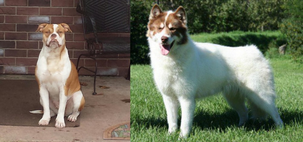 Canadian Eskimo Dog vs Alapaha Blue Blood Bulldog - Breed Comparison