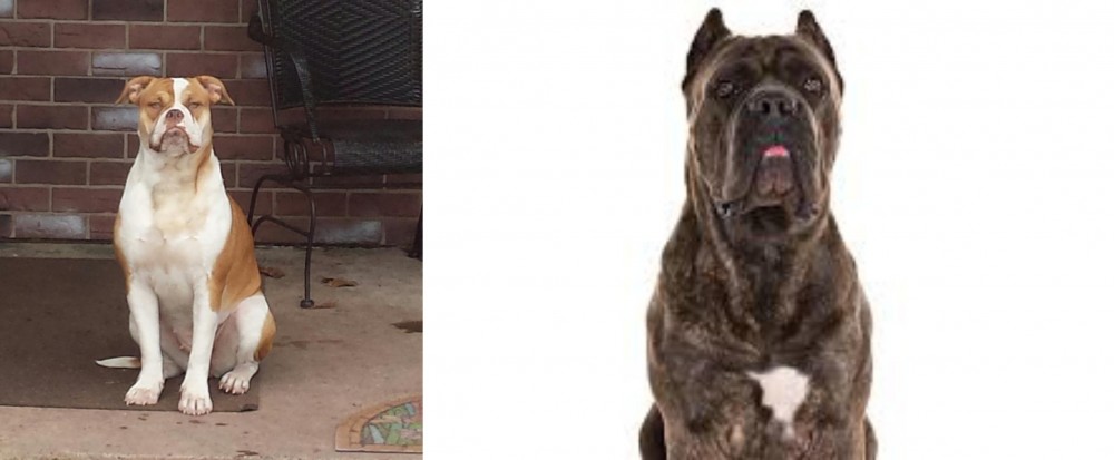 Cane Corso vs Alapaha Blue Blood Bulldog - Breed Comparison