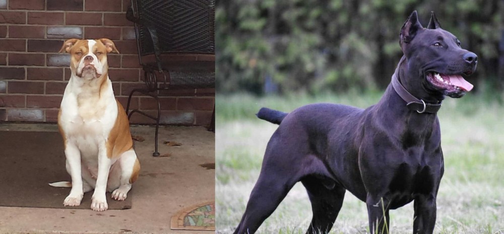 Canis Panther vs Alapaha Blue Blood Bulldog - Breed Comparison