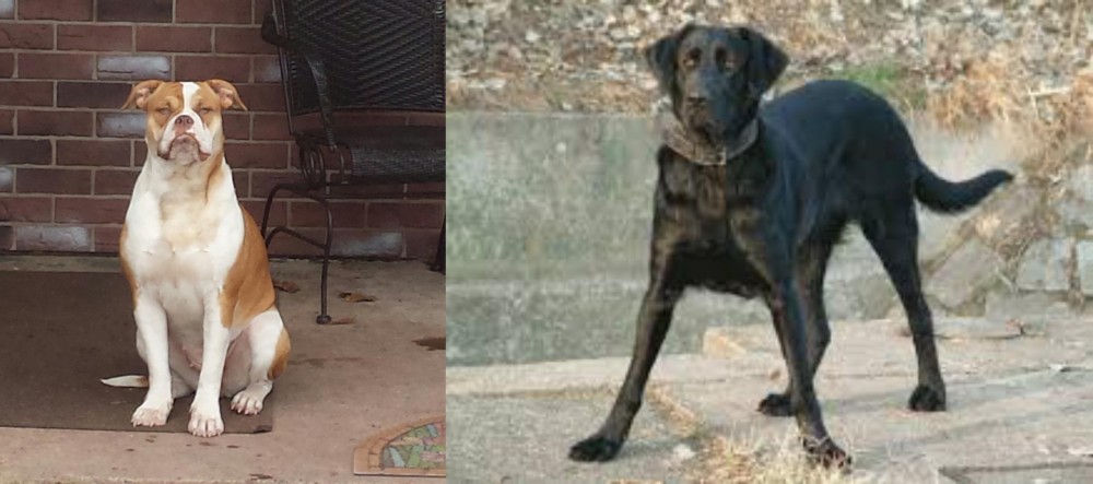 Cao de Castro Laboreiro vs Alapaha Blue Blood Bulldog - Breed Comparison