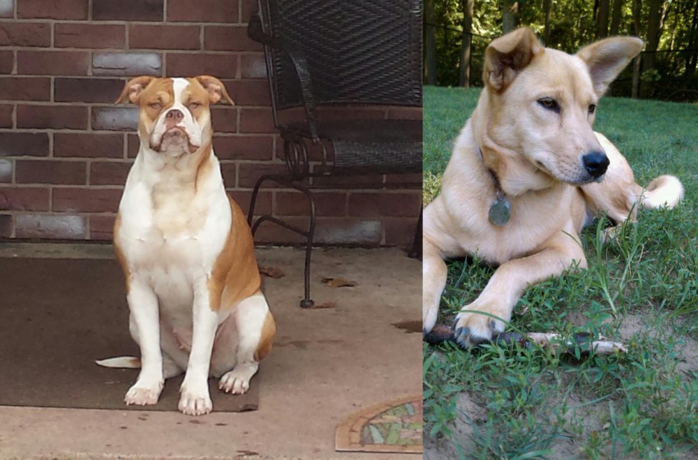 Carolina Dog vs Alapaha Blue Blood Bulldog - Breed Comparison