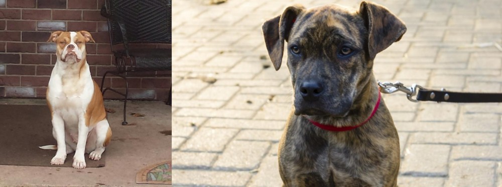 Catahoula Bulldog vs Alapaha Blue Blood Bulldog - Breed Comparison