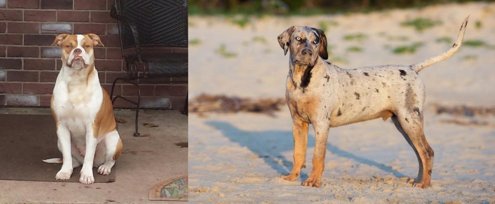 Catahoula Cur vs Alapaha Blue Blood Bulldog - Breed Comparison