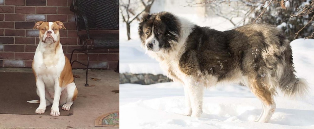 Caucasian Shepherd vs Alapaha Blue Blood Bulldog - Breed Comparison