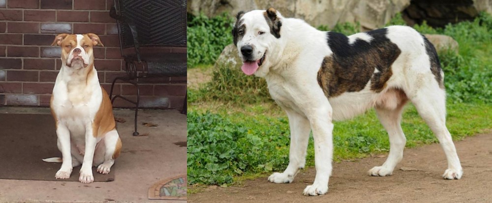 Central Asian Shepherd vs Alapaha Blue Blood Bulldog - Breed Comparison