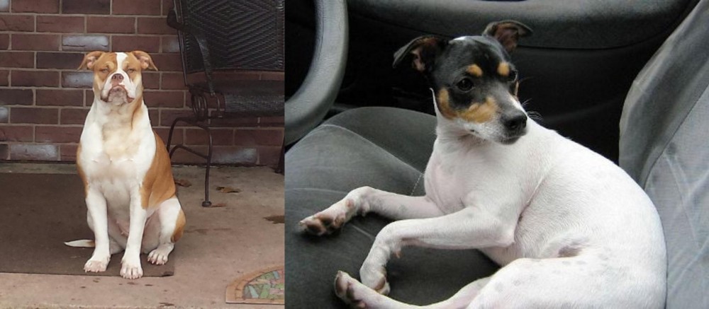 Chilean Fox Terrier vs Alapaha Blue Blood Bulldog - Breed Comparison