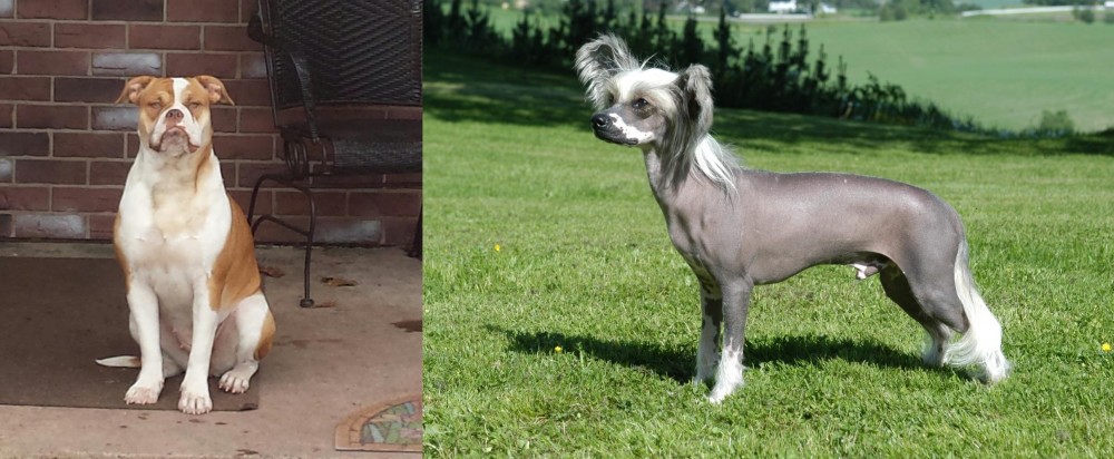 Chinese Crested Dog vs Alapaha Blue Blood Bulldog - Breed Comparison