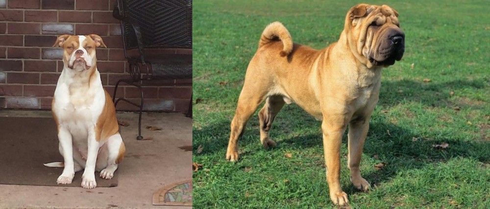 Chinese Shar Pei vs Alapaha Blue Blood Bulldog - Breed Comparison