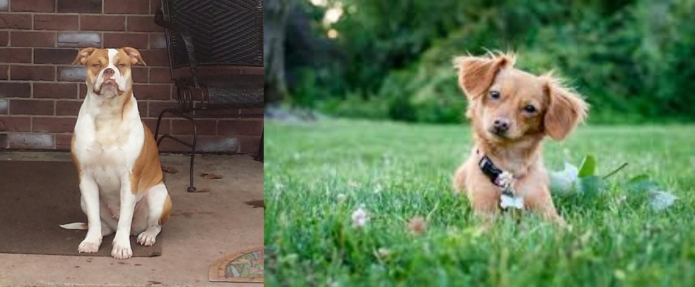 Chiweenie vs Alapaha Blue Blood Bulldog - Breed Comparison