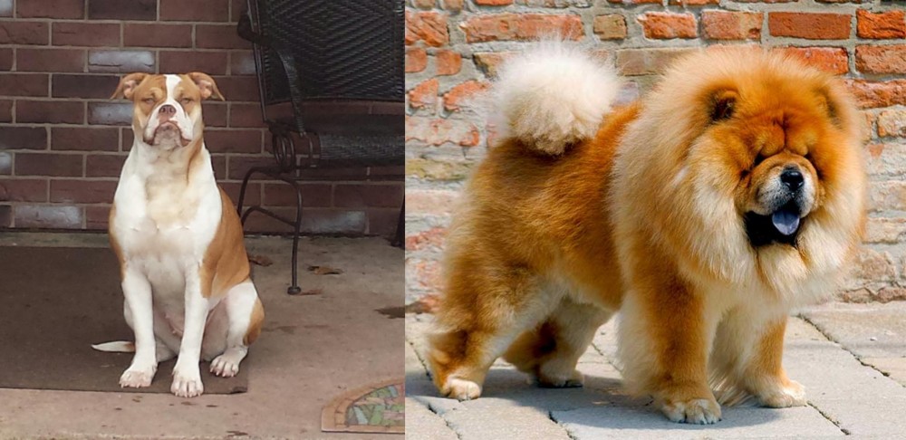 Chow Chow vs Alapaha Blue Blood Bulldog - Breed Comparison
