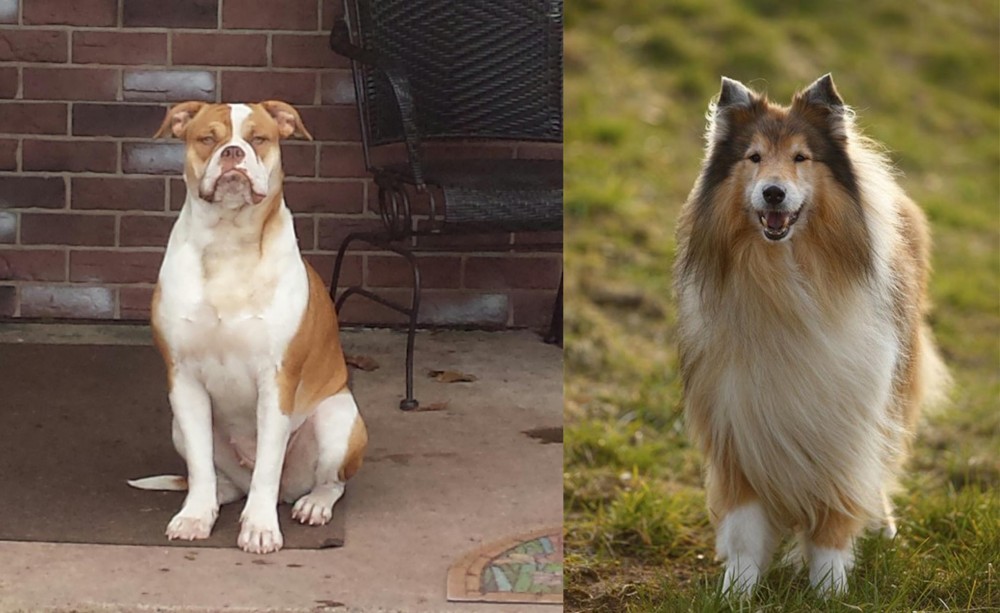 Collie vs Alapaha Blue Blood Bulldog - Breed Comparison