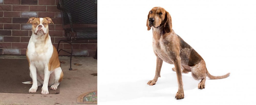 Coonhound vs Alapaha Blue Blood Bulldog - Breed Comparison