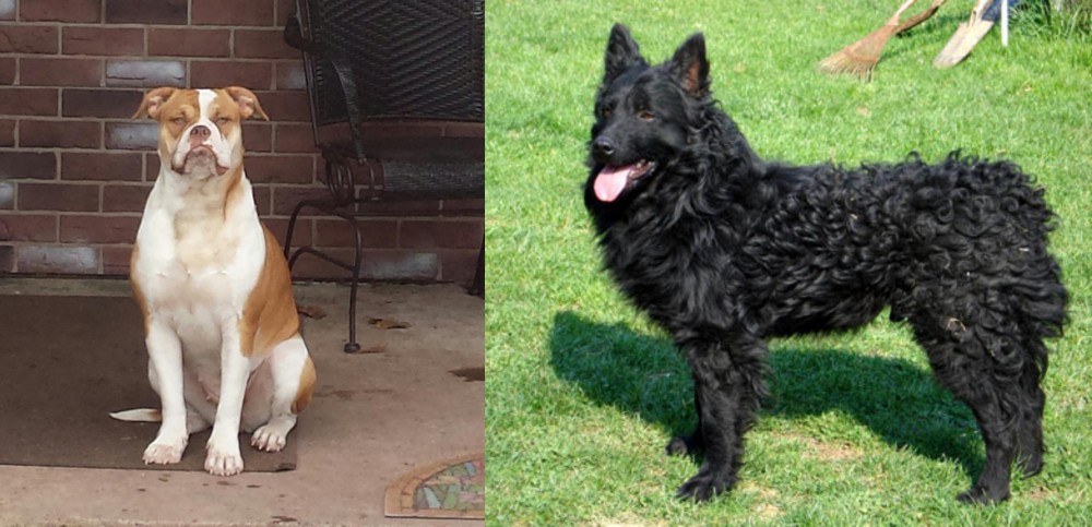 Croatian Sheepdog vs Alapaha Blue Blood Bulldog - Breed Comparison