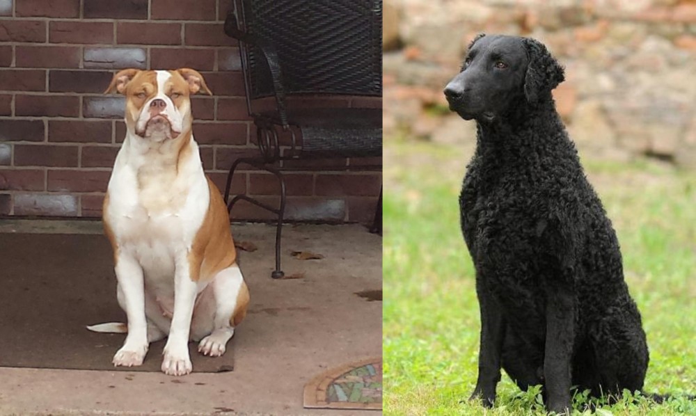 Curly Coated Retriever vs Alapaha Blue Blood Bulldog - Breed Comparison