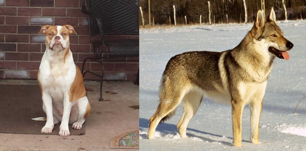 Czechoslovakian Wolfdog vs Alapaha Blue Blood Bulldog - Breed Comparison
