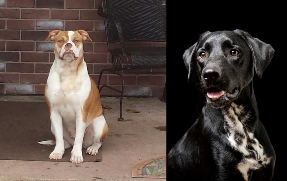 Dalmador vs Alapaha Blue Blood Bulldog - Breed Comparison