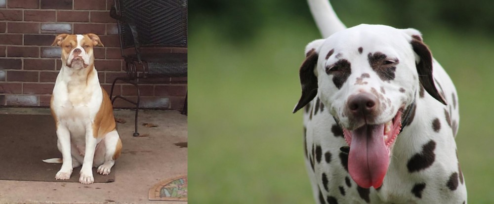 Dalmatian vs Alapaha Blue Blood Bulldog - Breed Comparison