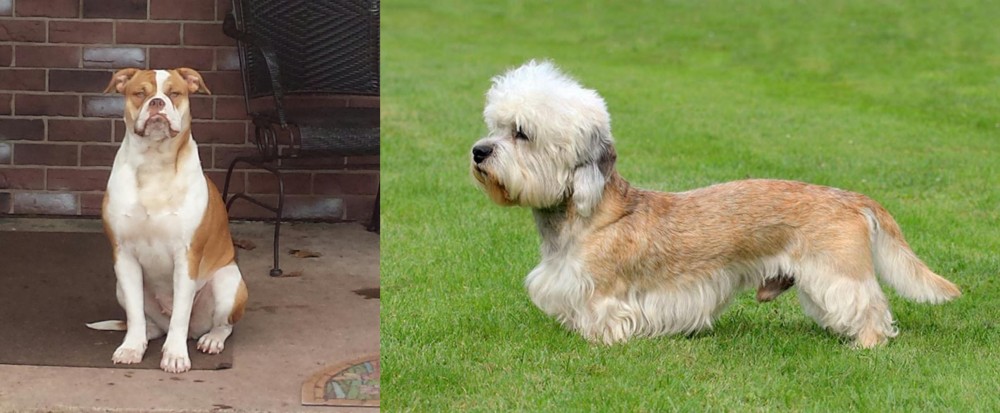 Dandie Dinmont Terrier vs Alapaha Blue Blood Bulldog - Breed Comparison
