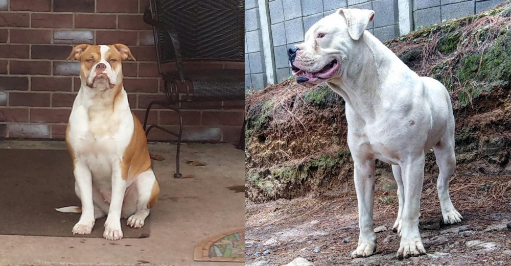 Dogo Guatemalteco vs Alapaha Blue Blood Bulldog - Breed Comparison