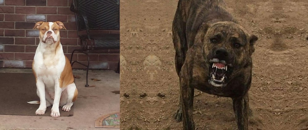 Dogo Sardesco vs Alapaha Blue Blood Bulldog - Breed Comparison