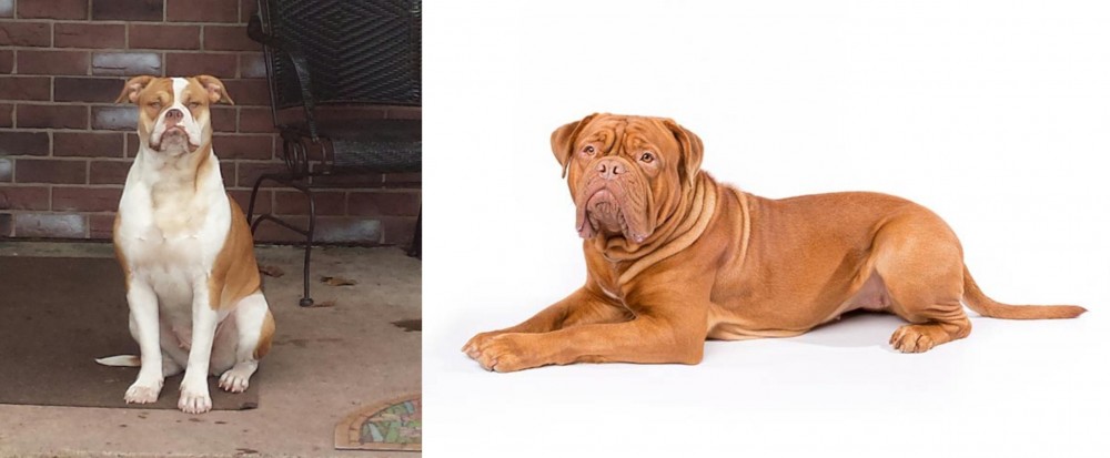 Dogue De Bordeaux vs Alapaha Blue Blood Bulldog - Breed Comparison