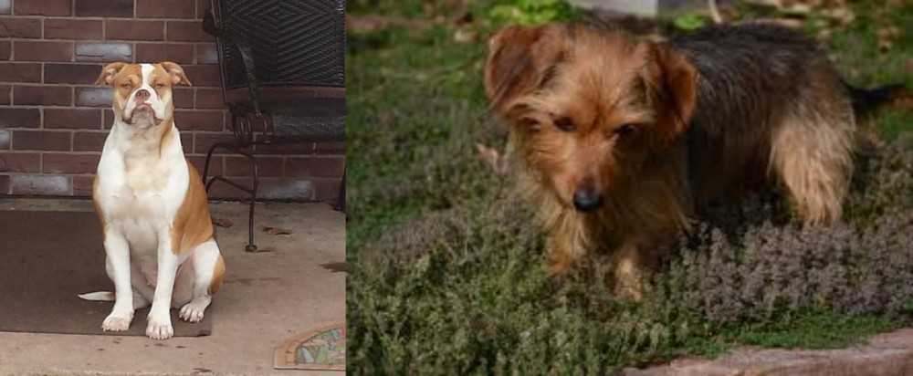 Dorkie vs Alapaha Blue Blood Bulldog - Breed Comparison