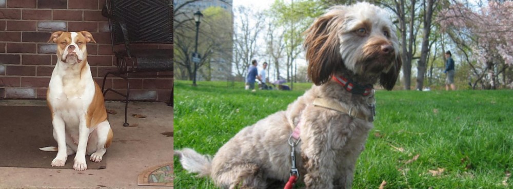 Doxiepoo vs Alapaha Blue Blood Bulldog - Breed Comparison