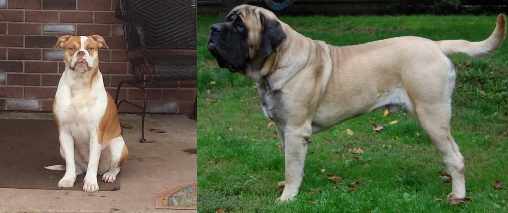 English Mastiff vs Alapaha Blue Blood Bulldog - Breed Comparison