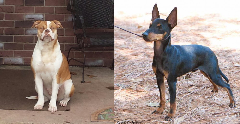 English Toy Terrier (Black & Tan) vs Alapaha Blue Blood Bulldog - Breed Comparison