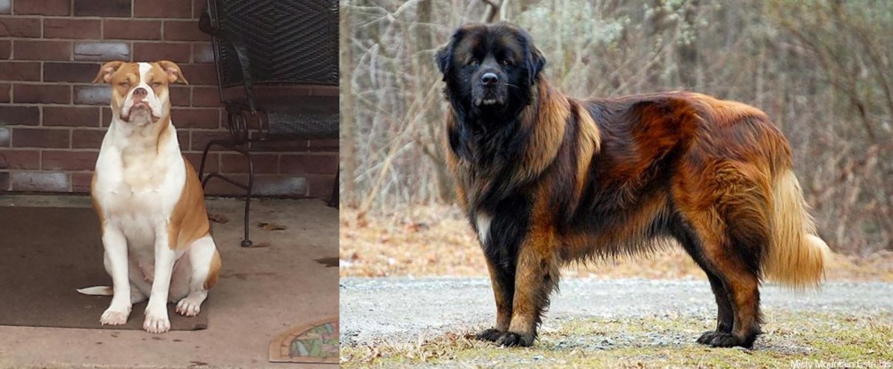 Estrela Mountain Dog vs Alapaha Blue Blood Bulldog - Breed Comparison