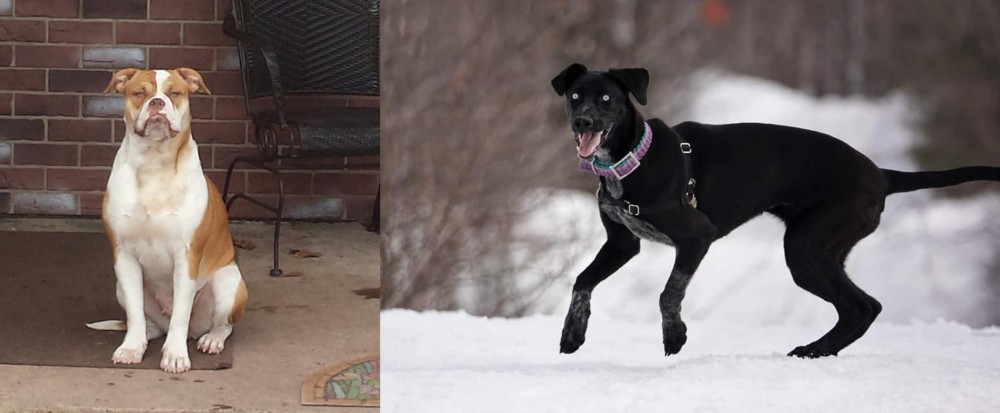 Eurohound vs Alapaha Blue Blood Bulldog - Breed Comparison