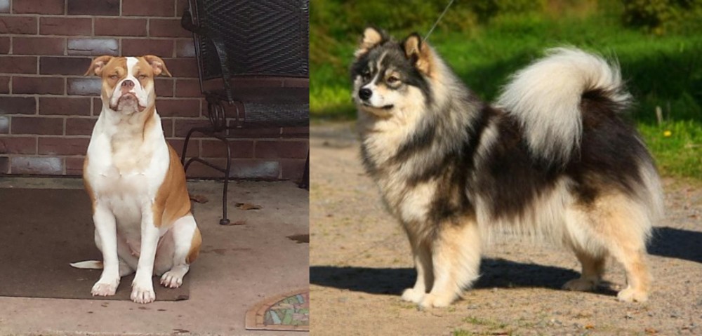 Finnish Lapphund vs Alapaha Blue Blood Bulldog - Breed Comparison