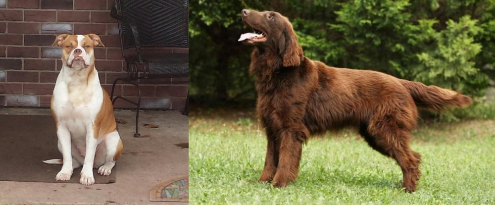 Flat-Coated Retriever vs Alapaha Blue Blood Bulldog - Breed Comparison
