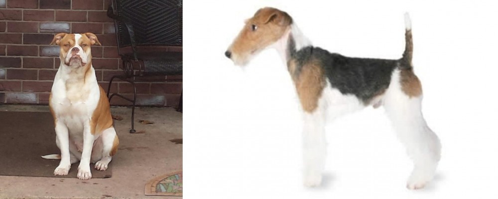 Fox Terrier vs Alapaha Blue Blood Bulldog - Breed Comparison