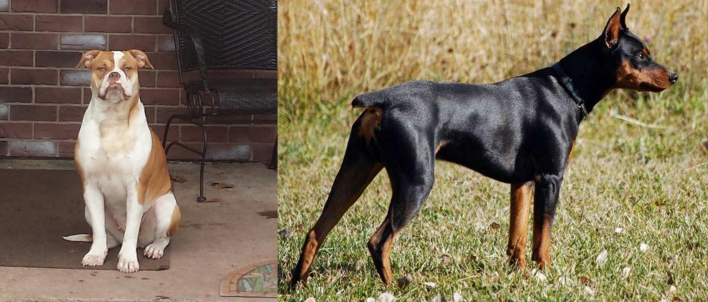 German Pinscher vs Alapaha Blue Blood Bulldog - Breed Comparison