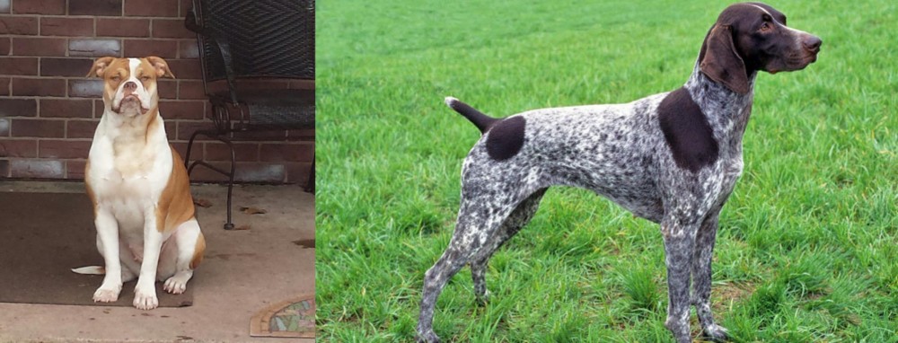 German Shorthaired Pointer vs Alapaha Blue Blood Bulldog - Breed Comparison