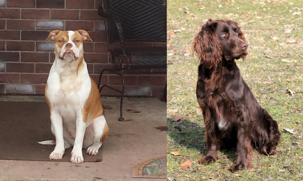 German Spaniel vs Alapaha Blue Blood Bulldog - Breed Comparison