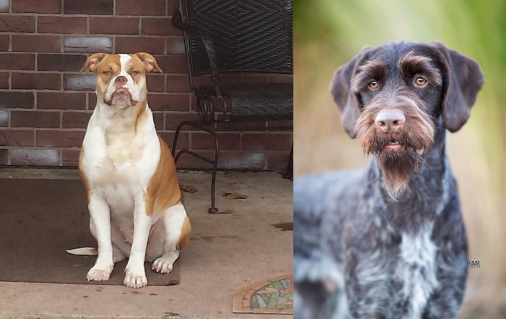German Wirehaired Pointer vs Alapaha Blue Blood Bulldog - Breed Comparison