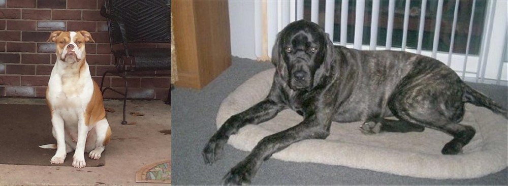 Giant Maso Mastiff vs Alapaha Blue Blood Bulldog - Breed Comparison