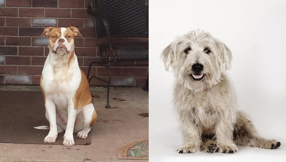 Glen of Imaal Terrier vs Alapaha Blue Blood Bulldog - Breed Comparison