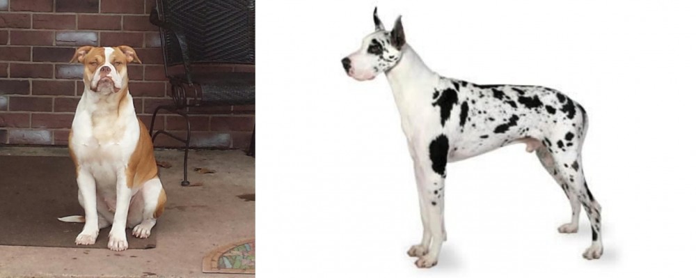 Great Dane vs Alapaha Blue Blood Bulldog - Breed Comparison