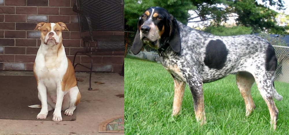 Griffon Bleu de Gascogne vs Alapaha Blue Blood Bulldog - Breed Comparison